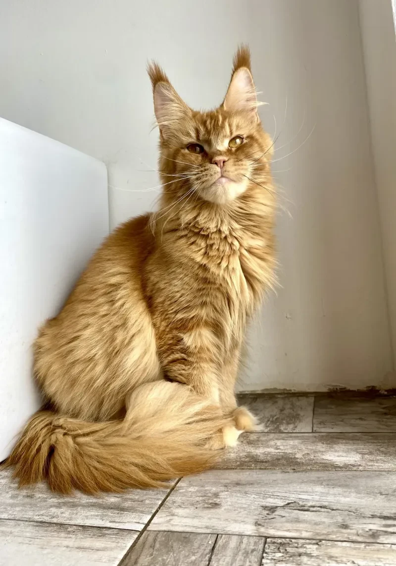 Maine Coon de la Chatterie du Temple des Fées, installé à la maison