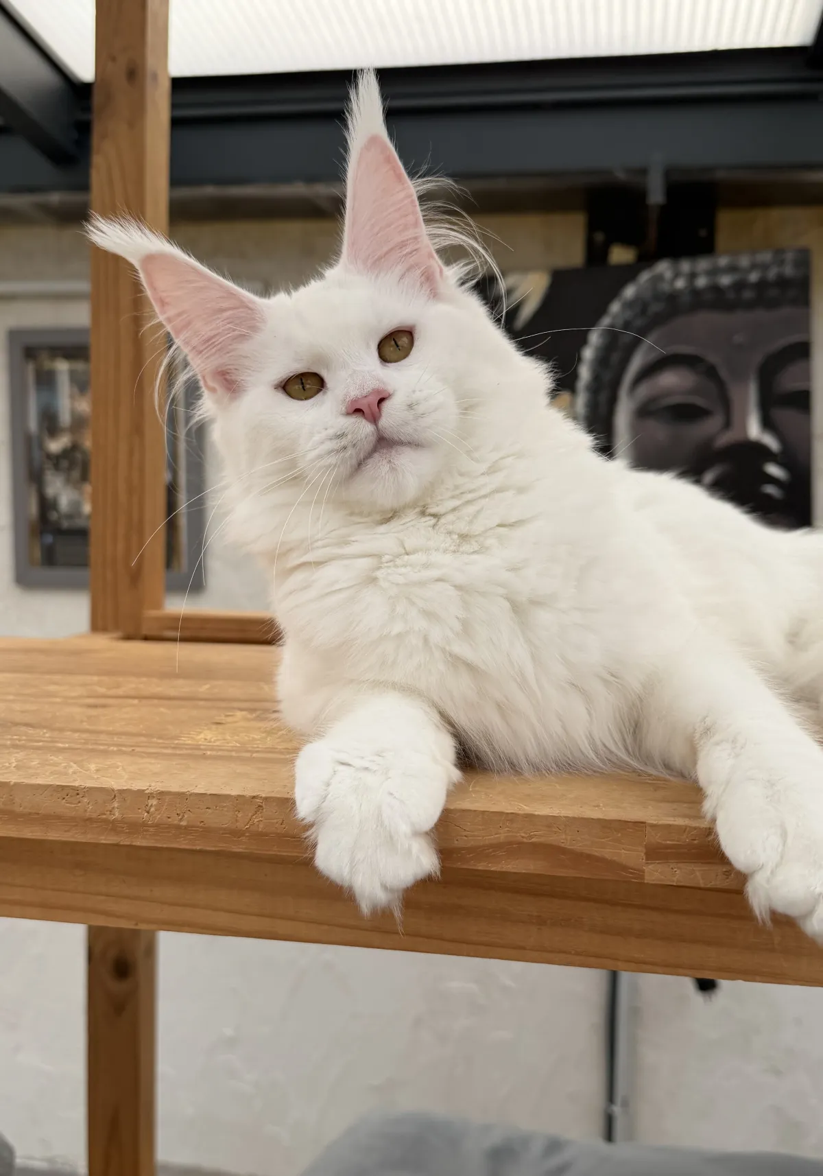 Alaska du Temple des Fées, Maine Coon blanche