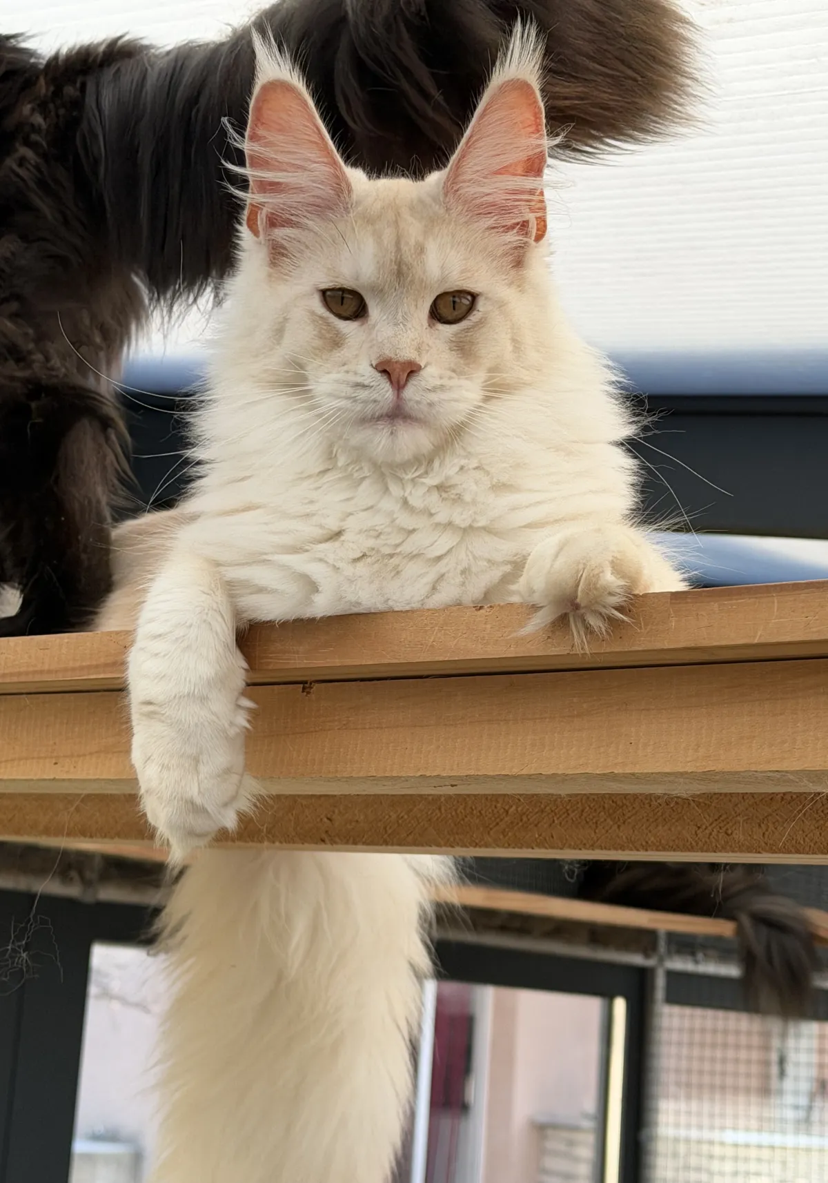 A’Neora, red silver ticked tabby