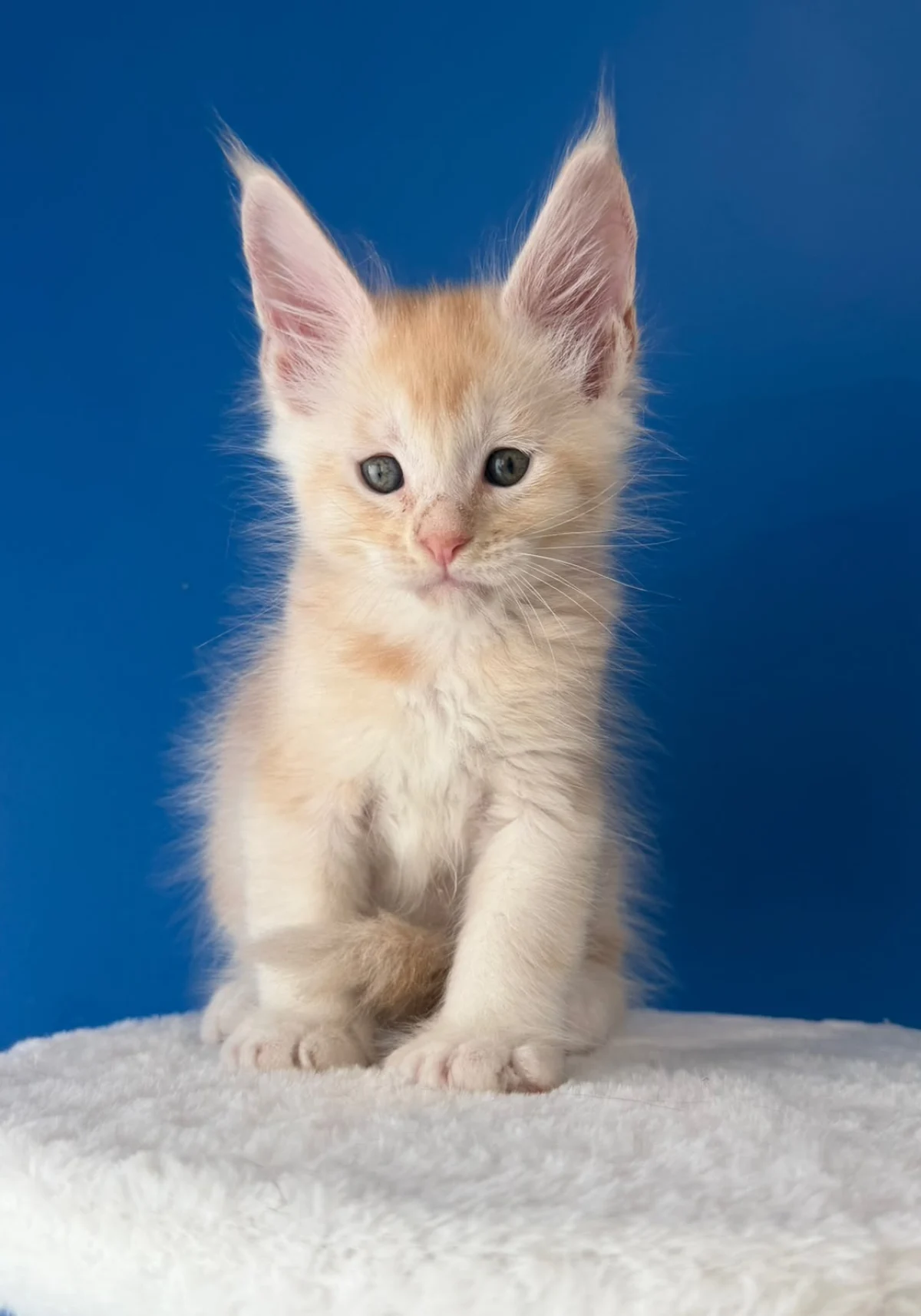 Baloo, chaton Maine Coon red silver ticked tabby