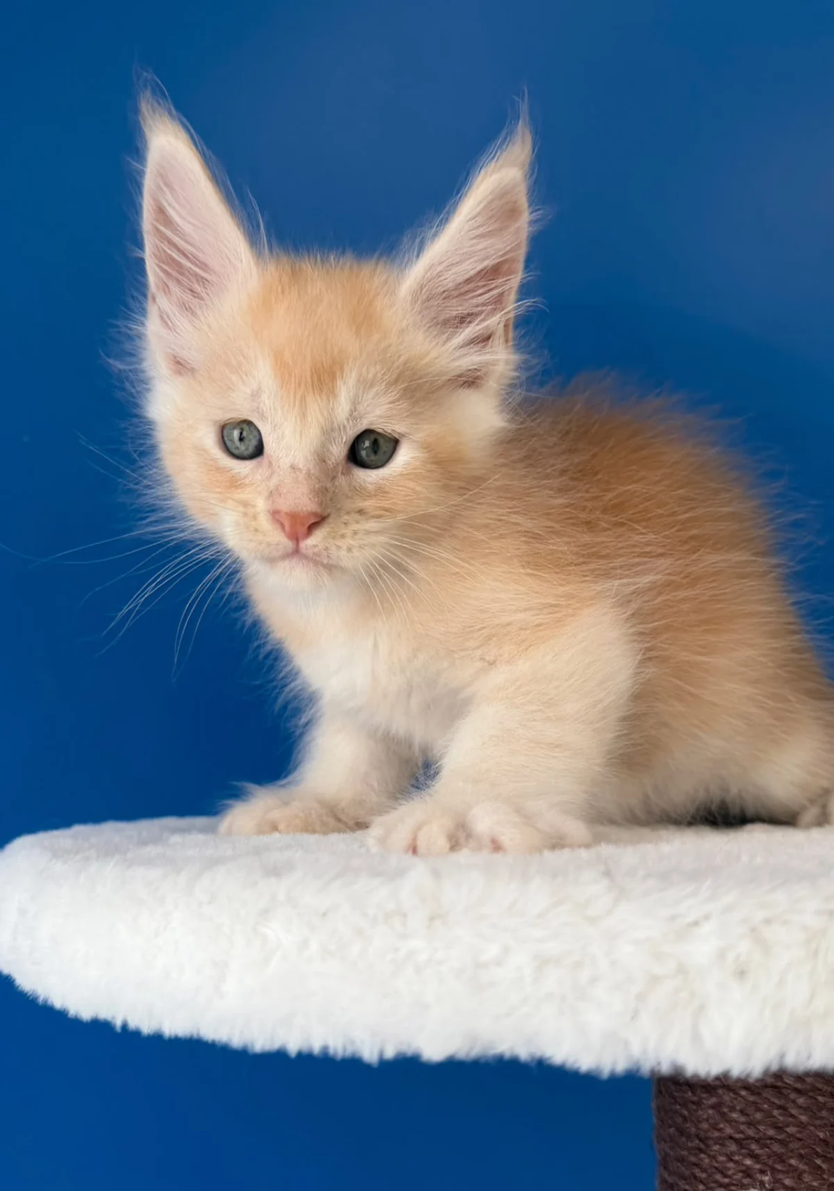 Balthazar, chaton Maine Coon red silver ticked tabby