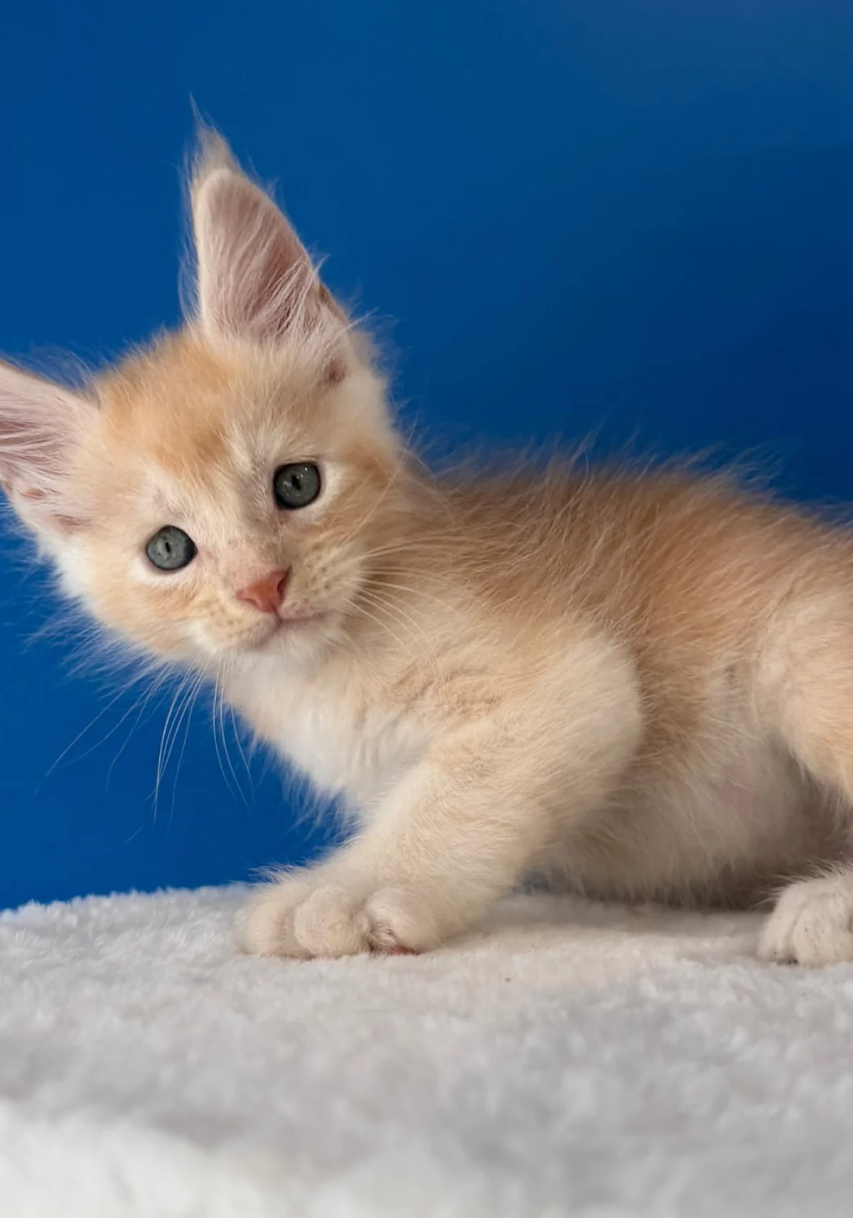 Balthazar, chaton Maine Coon red silver ticked tabby
