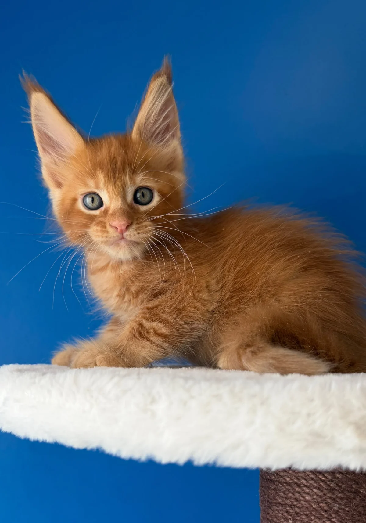 Basko, chaton Maine Coon red