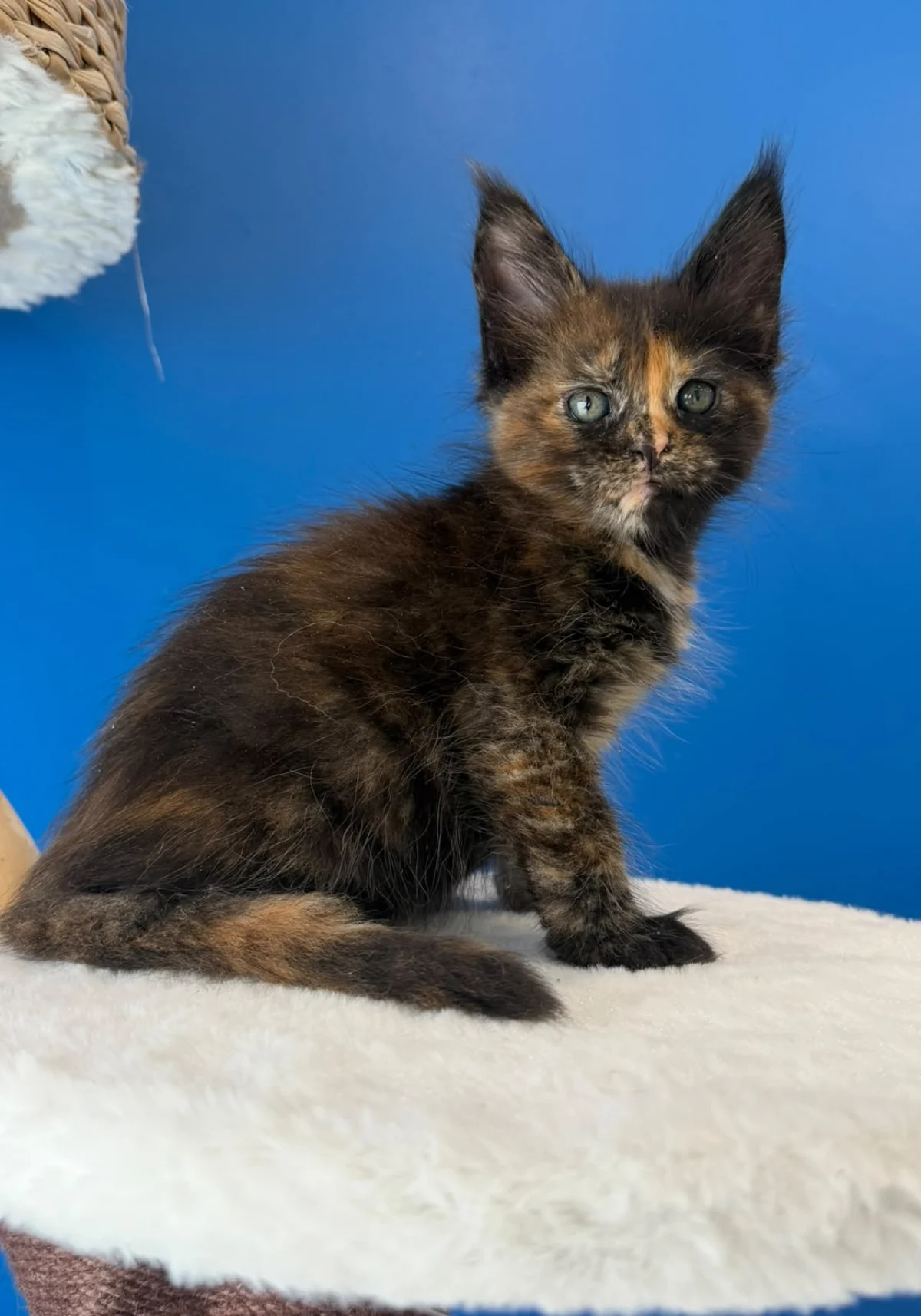 Portée B — Tika, chatons Maine Coon