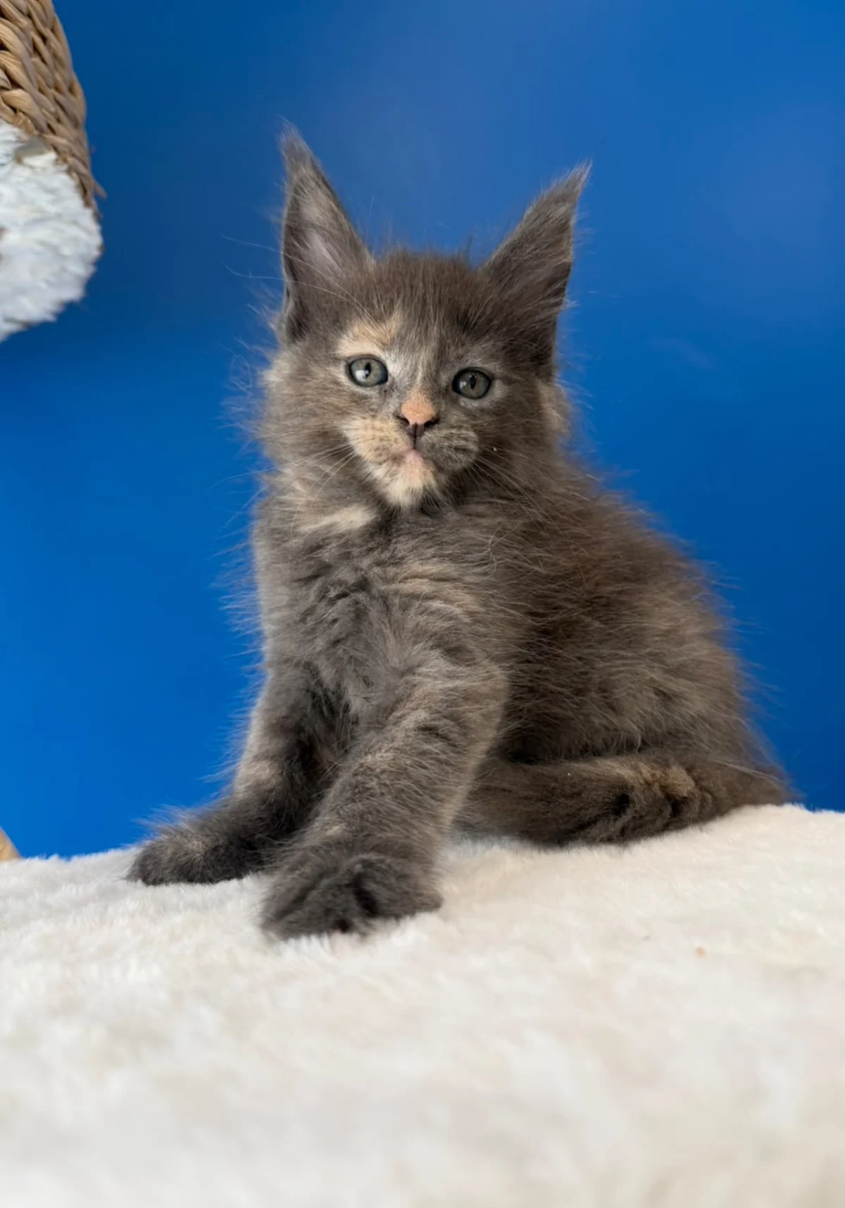 Blue, chaton Maine Coon bleu tortie