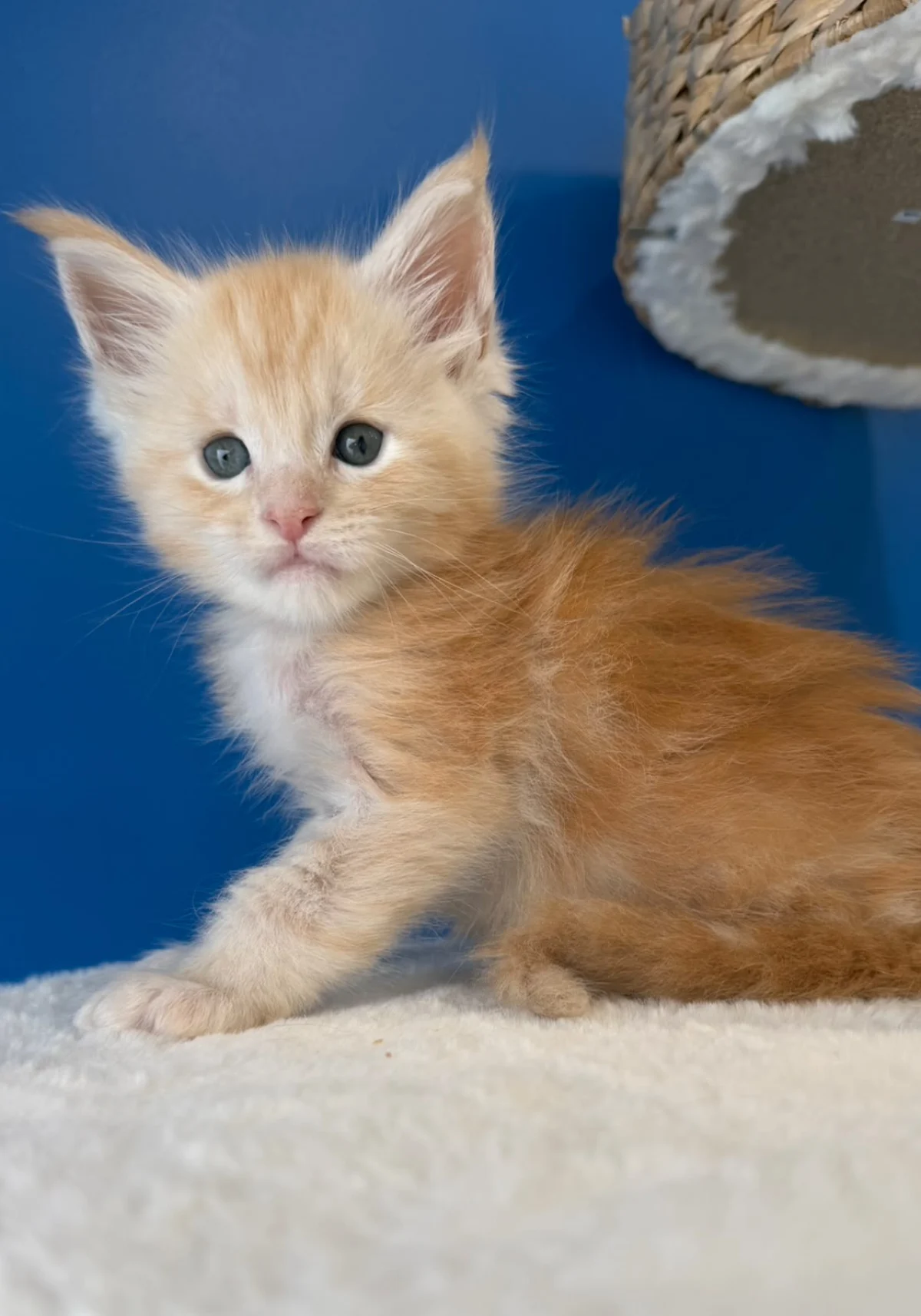 Boris, chaton Maine Coon red silver blotched tabby