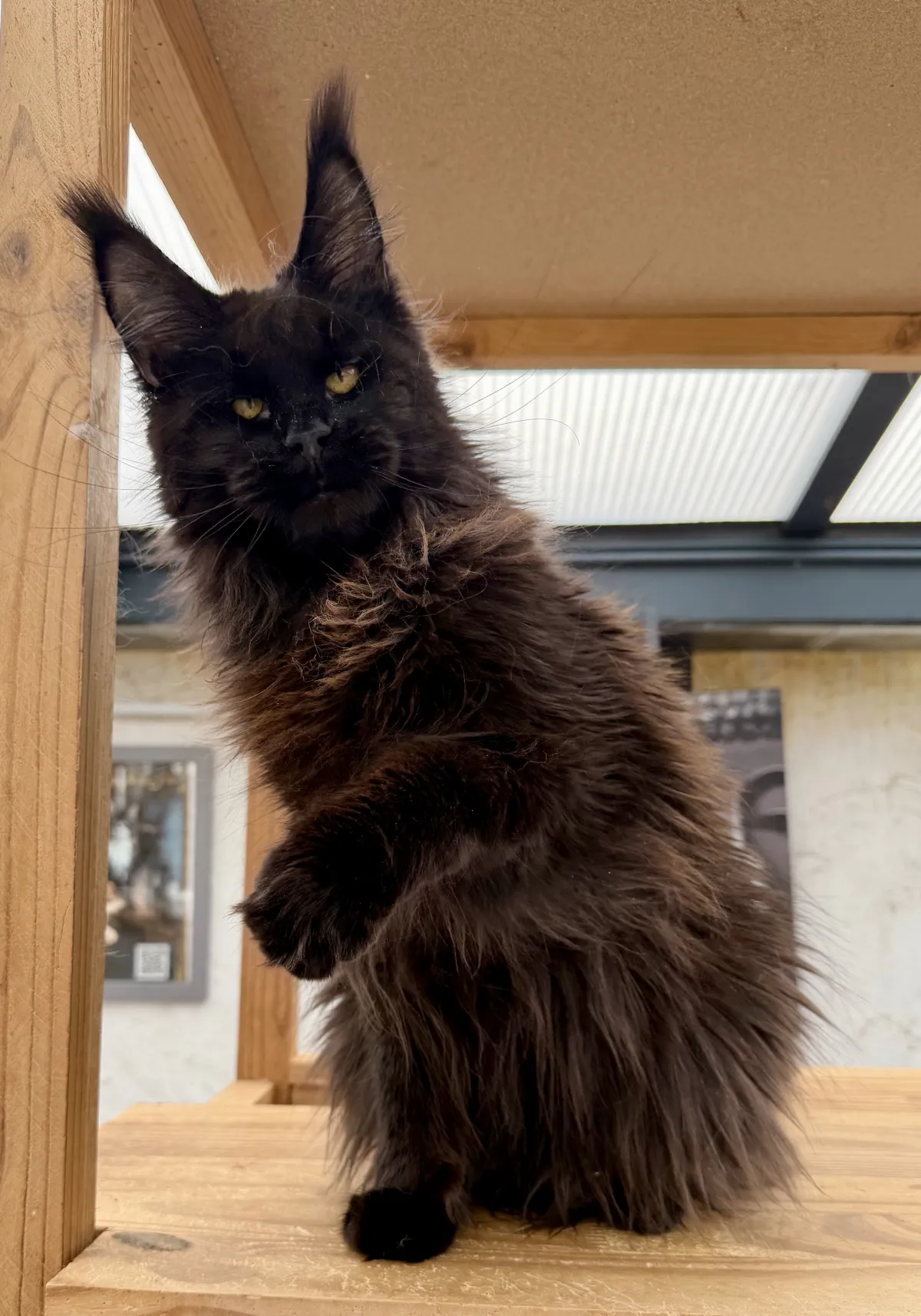 Champion Meines Herzen's Kora, Maine Coon noir