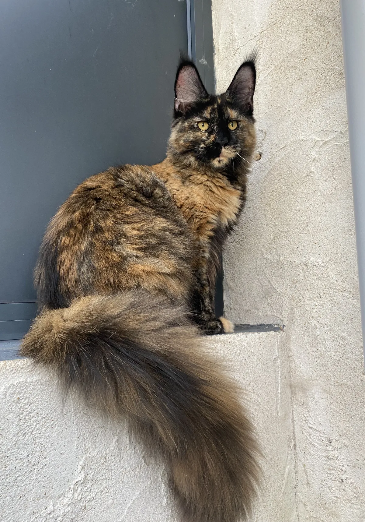 Uriana du Temple des Fées, Maine Coon black tortie